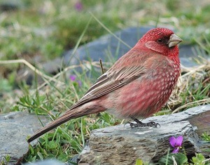 Бужмар (Улаан бужмар)